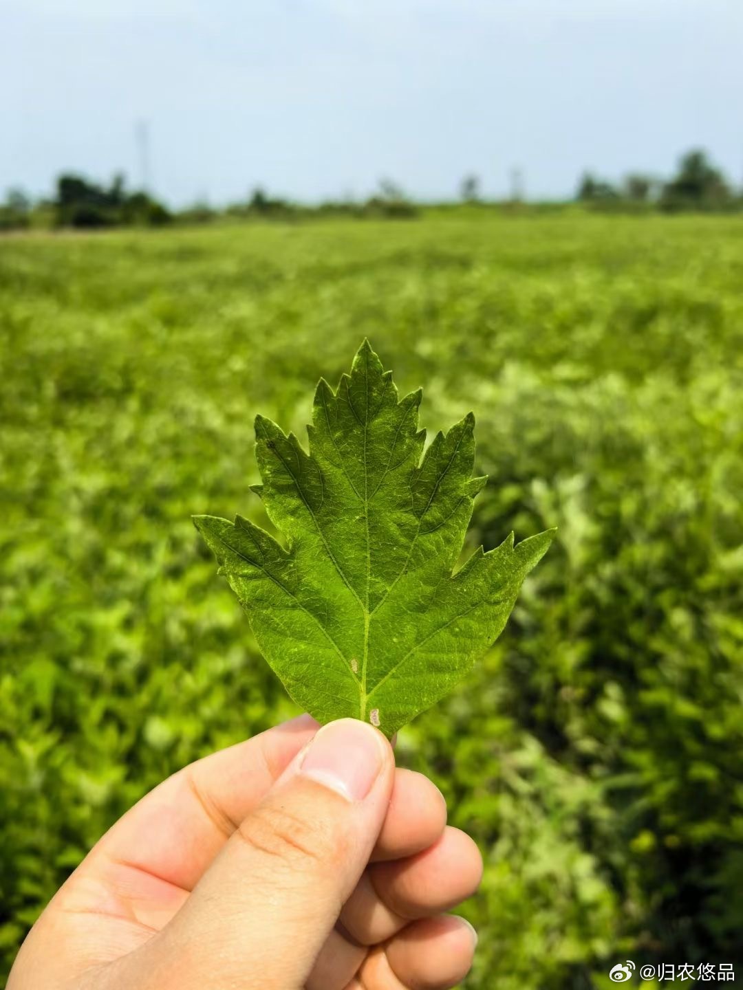 F艾草直播，學(xué)習(xí)、蛻變與自信之種在每次點(diǎn)擊中綻放光彩