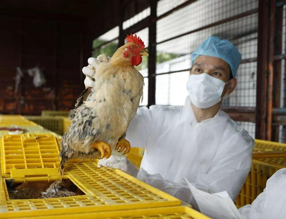 廣東H7N9最新消息，巷弄深處的隱藏瑰寶