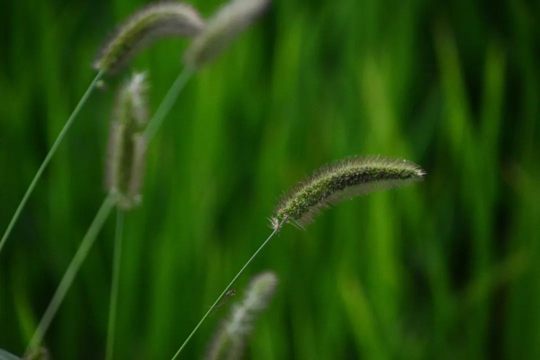 關于小草1024最新地址的警示，遠離色情內容，遵守法律法規(guī)。