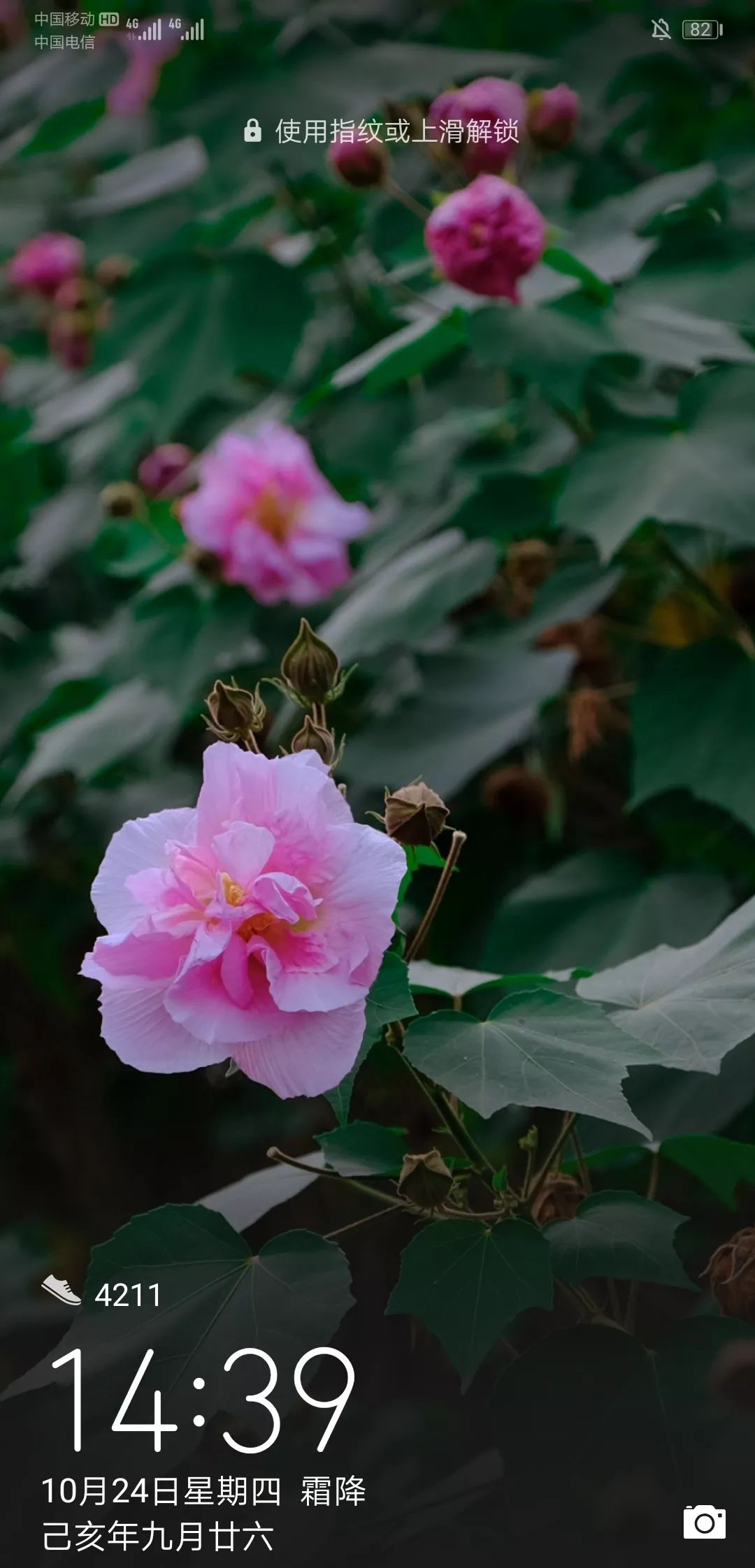 最新花花經(jīng)，花卉種植的新趨勢(shì)與技巧概覽