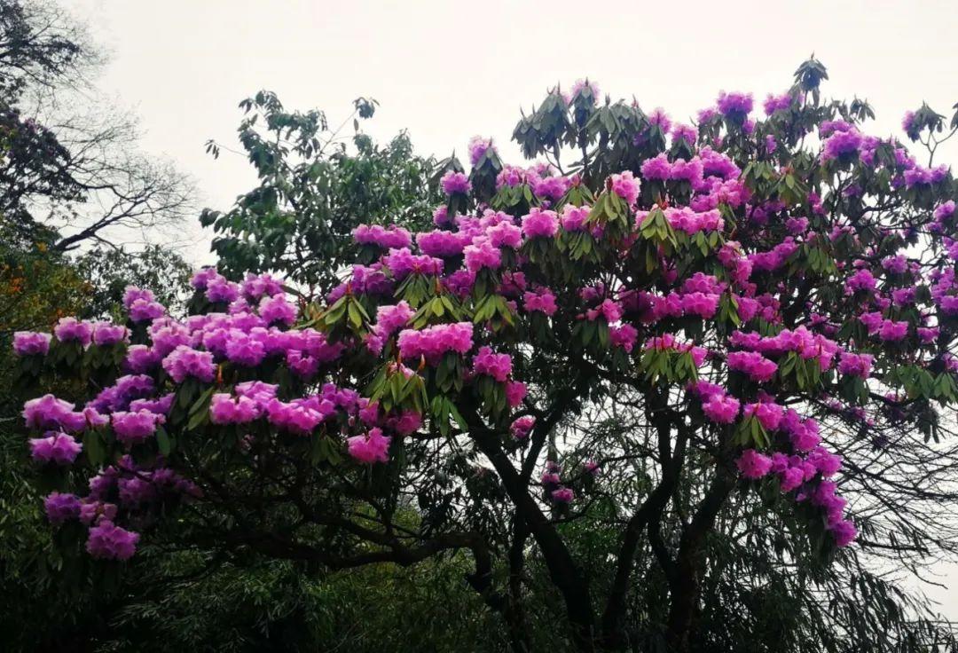 逗艷直播最新探索自然美景，尋找內(nèi)心平和喜悅之旅