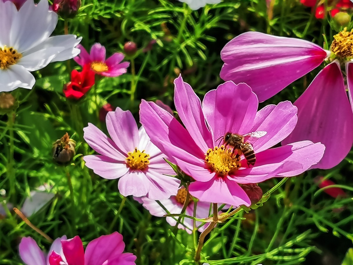 最新格?；?，小巷深處的神秘花園探秘