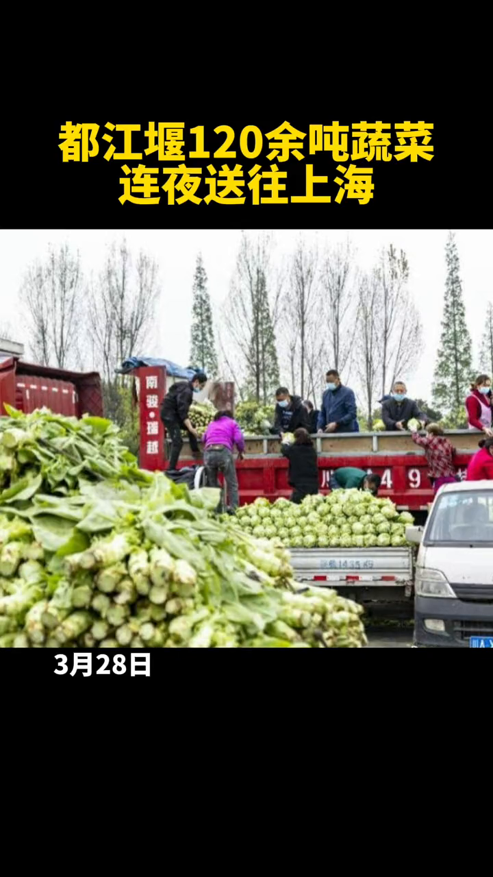 蔬菜的奇妙旅程與家的溫馨故事，最新鮮蔬運(yùn)探索