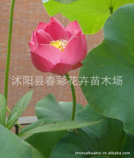 荷花價格盛夏之韻，優(yōu)雅之選，綻放你的魅力風采